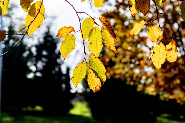 Autumn Scene Fall Trees Leaves Sun Ligh — Stock Photo, Image