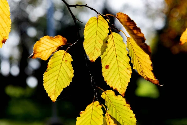 Escena Otoño Caída Árboles Hojas Sol — Foto de Stock