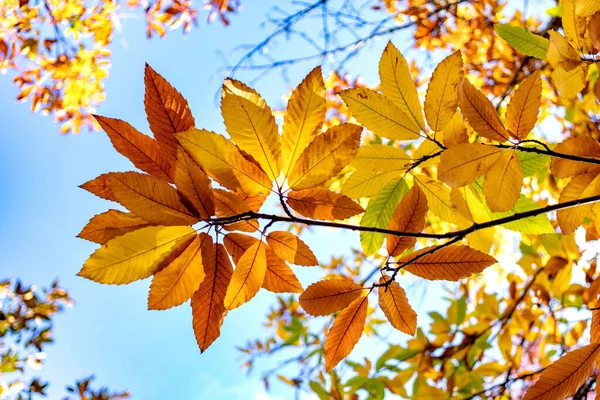 Scena Jesienna Upadek Drzewa Liście Słońcu — Zdjęcie stockowe
