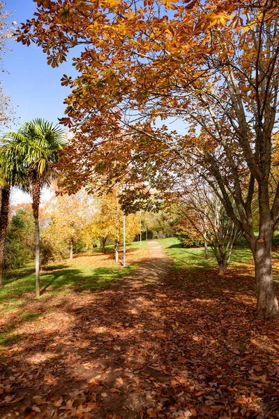 Autumn scene. Fall. Trees and leaves in sun ligh