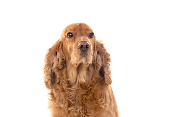 Adorable Cocker Spaniel Aislado Blanco — Foto de Stock