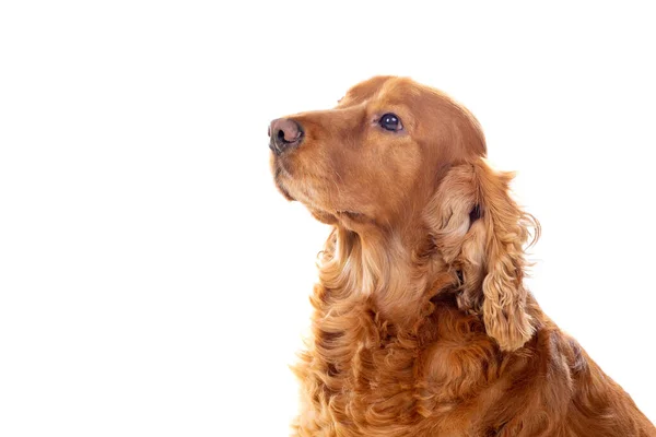 Bedårande Cocker Spaniel Isolerad Vit — Stockfoto