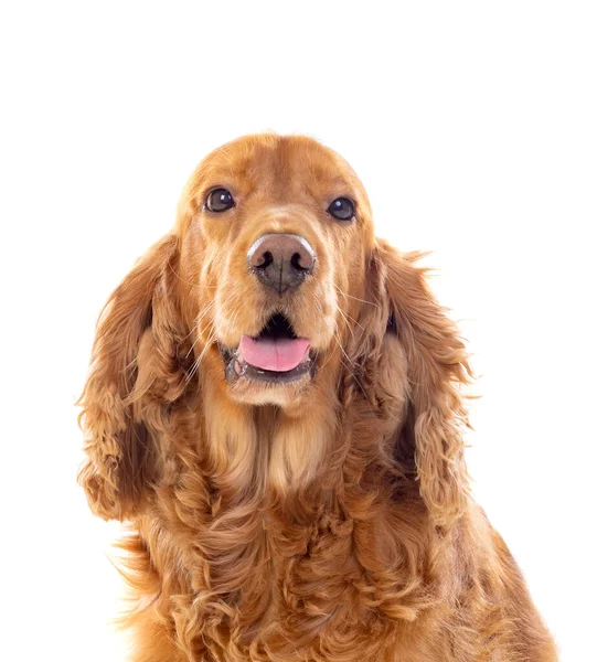 Uroczy Cocker Spaniel Izolowany Białym — Zdjęcie stockowe