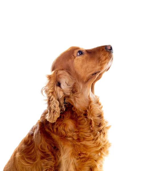 Adorable Cocker Spaniel Aislado Blanco —  Fotos de Stock