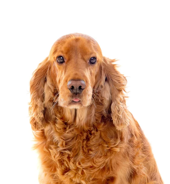 Sevimli Cocker Spaniel Beyazı Izole Etti — Stok fotoğraf