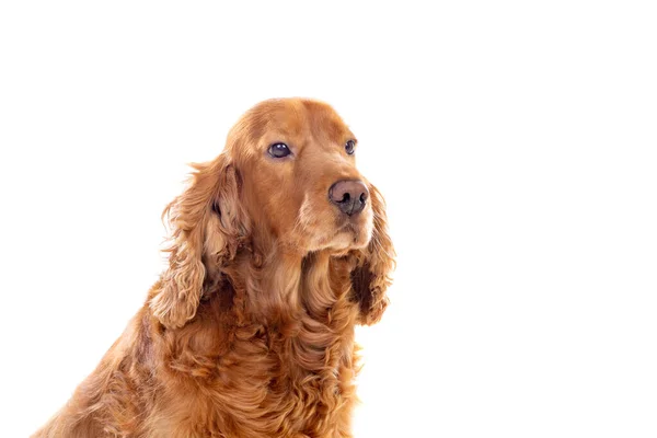 Adorable Cocker Spaniel Aislado Blanco — Foto de Stock