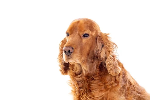 Uroczy Cocker Spaniel Izolowany Białym — Zdjęcie stockowe