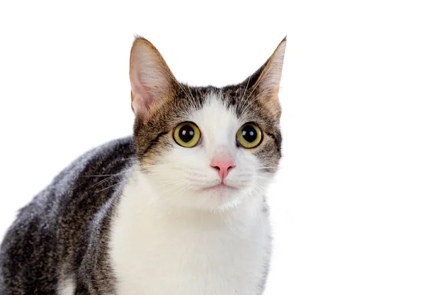 Roztomilý Kočka Úžasnými Zelenými Očima Izolované Bílém Pozadí — Stock fotografie