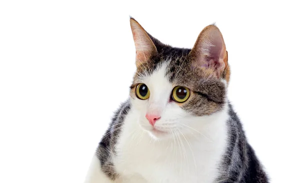 Roztomilý Kočka Úžasnými Zelenými Očima Izolované Bílém Pozadí — Stock fotografie
