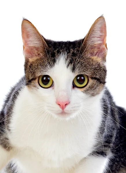 Leuke Kat Met Verbazingwekkende Groene Ogen Geïsoleerd Een Witte Achtergrond — Stockfoto