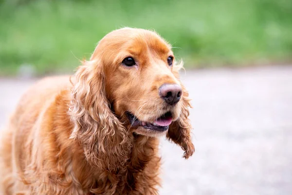 Uroczy Cocker Spaniel Cieszy Się Pięknym Parkiem — Zdjęcie stockowe