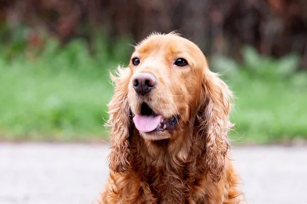 Uroczy Cocker Spaniel Cieszy Się Pięknym Parkiem — Zdjęcie stockowe