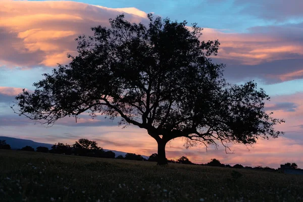 Joli Coucher Soleil Derrière Silhouette Arbre — Photo