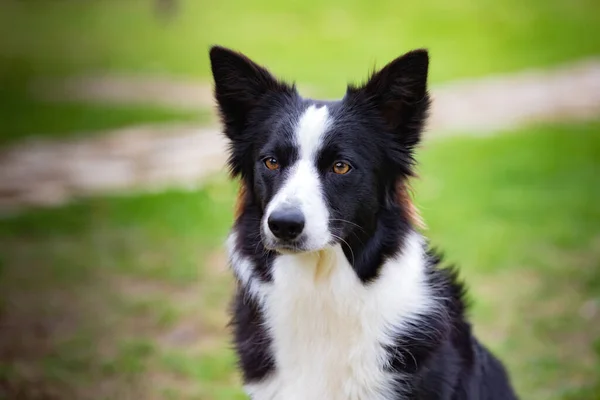 Όμορφη Border Collie Μαύρο Και Άσπρο Στο Γρασίδι — Φωτογραφία Αρχείου