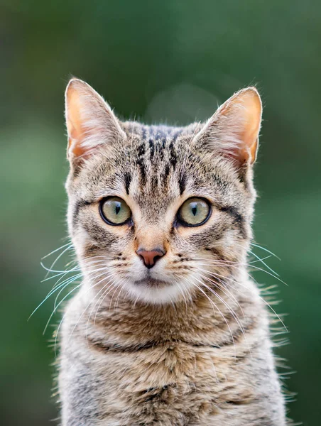 Hermoso Gato Gris Disfrutando Parque — Foto de Stock