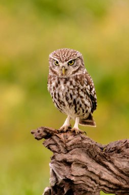 Sevimli küçük baykuş kütüğün üzerine tünemiş.