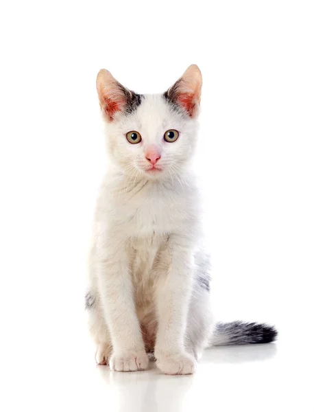 Bellissimo Gatto Bianco Seduto Isolato Uno Sfondo Bianco — Foto Stock