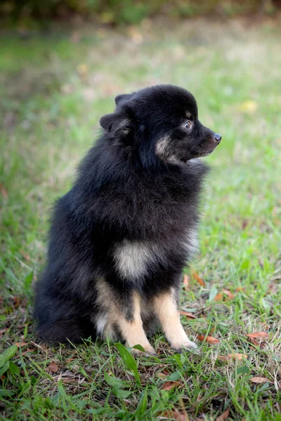 Cão Preto Bonito Com Cabelo Fofo Jardim — Fotografia de Stock