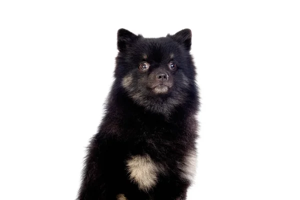 Mignon Chien Noir Aux Cheveux Duveteux Isolé Sur Fond Blanc — Photo