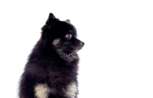 Beyaz Arka Planda Kabarık Tüyleri Olan Sevimli Siyah Köpek — Stok fotoğraf