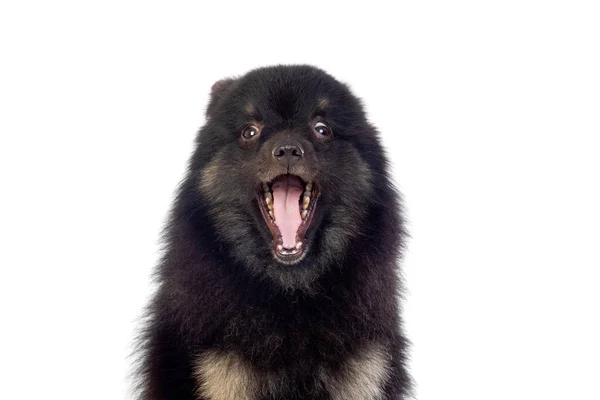 Roztomilý Černý Pes Načechranými Vlasy Izolované Bílém Pozadí — Stock fotografie