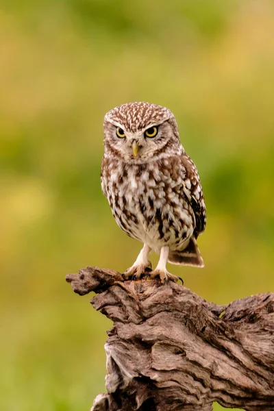 Cute Little Owl Perched Log — Stock Photo, Image