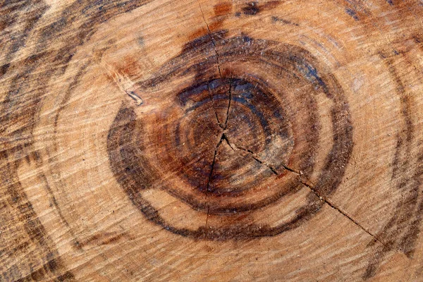 Querschnitt Eines Baumes Aus Nächster Nähe — Stockfoto