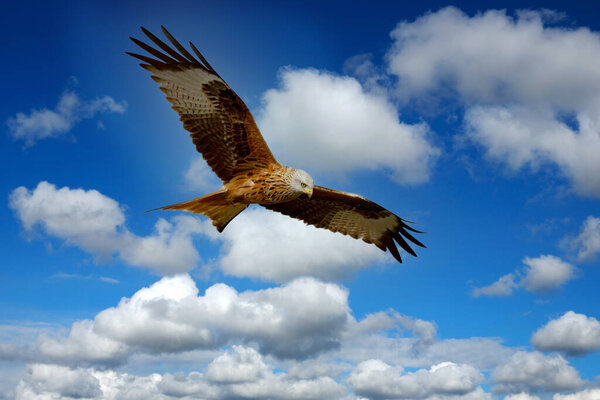 Прекрасный орёл летит над голубым небом