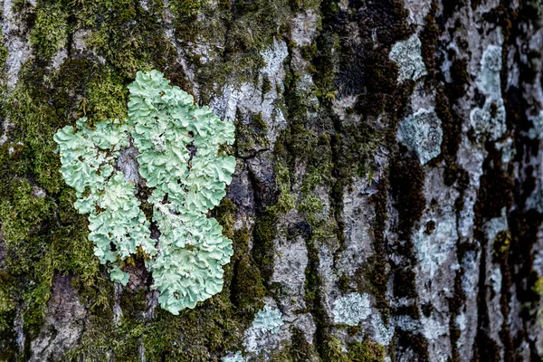 美丽的苔藓质地可用作壁纸 — 图库照片