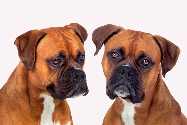 Portrait Two Boxer Dogs Isolated White Background — Stock Photo, Image