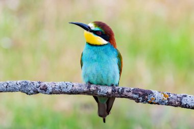 Güzel renkli kuş bir dala tünedi.