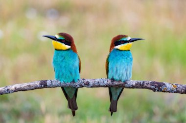 Bir dala tünemiş güzel renkli kuşlar.