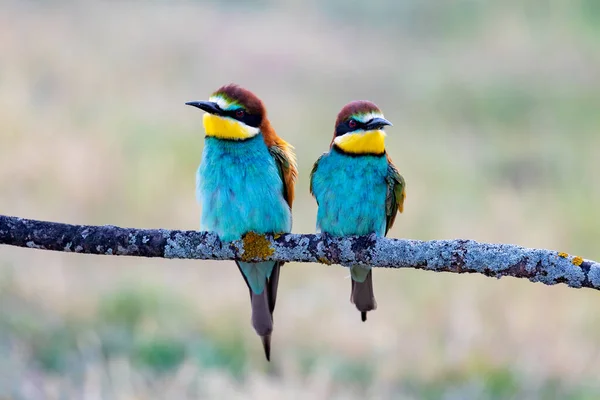 Красиві Барвисті Птахи Гілці — стокове фото