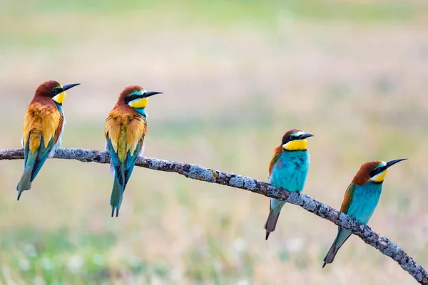 Beautiful Colorful Birds Perched Branch Stock Picture