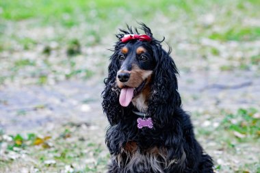 Dışarıda sevimli siyah Cocker Spaniel tasmalı pembe kemikli