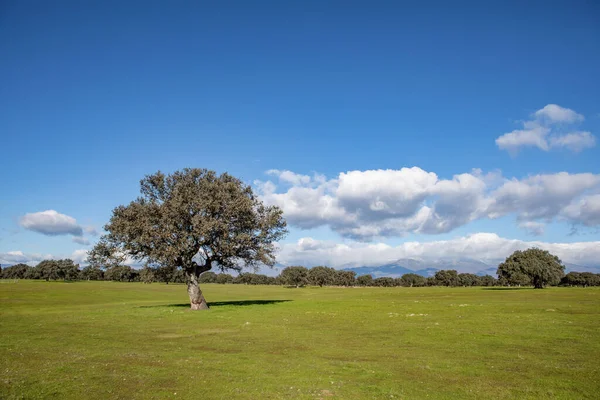 Mooie Wolken Boven Een Eenzame Weide — Stockfoto