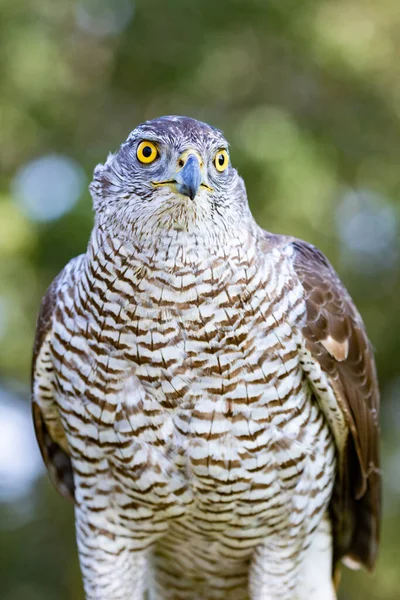 Goshawk Norte Posado Con Fondo Bosque Colorido —  Fotos de Stock