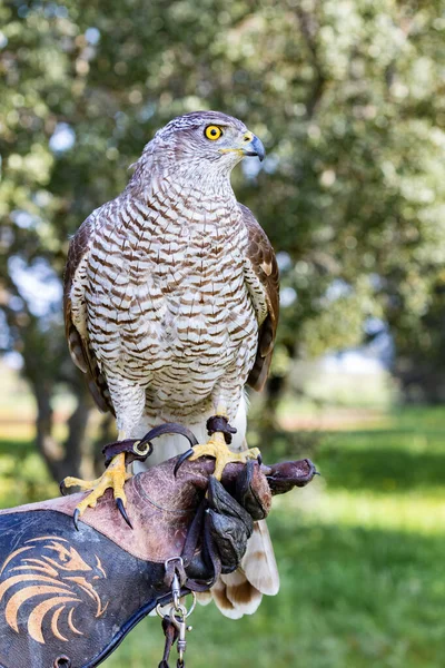 Norra Goshawk Sittande Med Färgglada Skog Bakgrund — Stockfoto