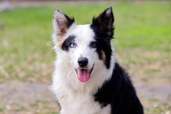 Beautiful Dog Different Eye Colors Park — Stock Photo, Image