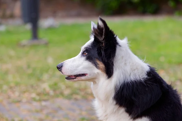 Vacker Hund Med Olika Ögonfärger Park — Stockfoto