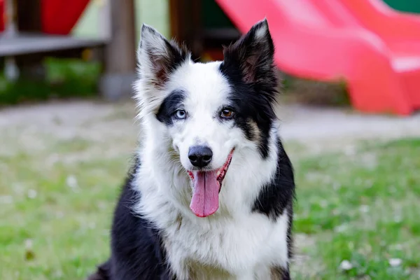 Cão Bonito Com Cores Olhos Diferentes Parque — Fotografia de Stock