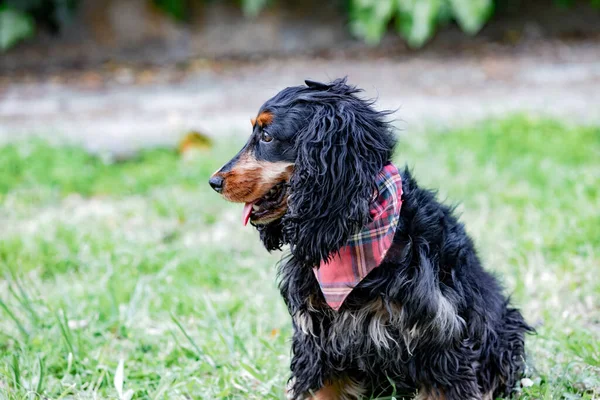 Uroczy Czarny Cocker Spaniel Zewnątrz Nosi Obojczyk Różową Kością — Zdjęcie stockowe