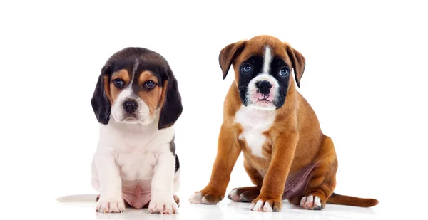 Dois Belos Cachorros Isolados Fundo Branco — Fotografia de Stock