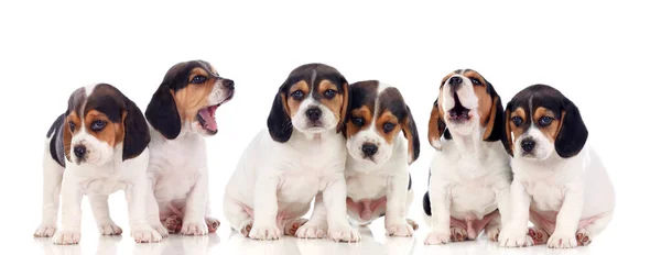 Seis Lindos Cães Caçadores Isolados Fundo Branco — Fotografia de Stock