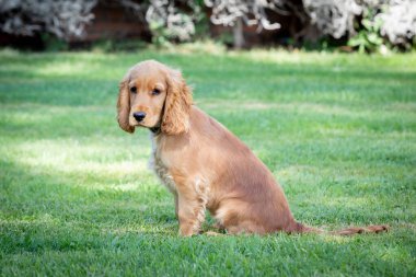 Küçük cocker spaniel köpek yeşil çimlerin üzerinde güzel sarı saçlı 