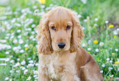Küçük cocker spaniel köpek yeşil çimlerin üzerinde güzel sarı saçlı 