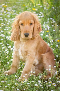 Küçük cocker spaniel köpek yeşil çimlerin üzerinde güzel sarı saçlı 