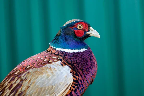 Portrait Pheasant Colorful Plumage — Stock Photo, Image