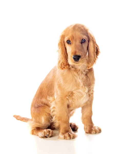 Pequeno Cocker Spaniel Cão Com Belo Cabelo Loiro Isolado Fundo — Fotografia de Stock