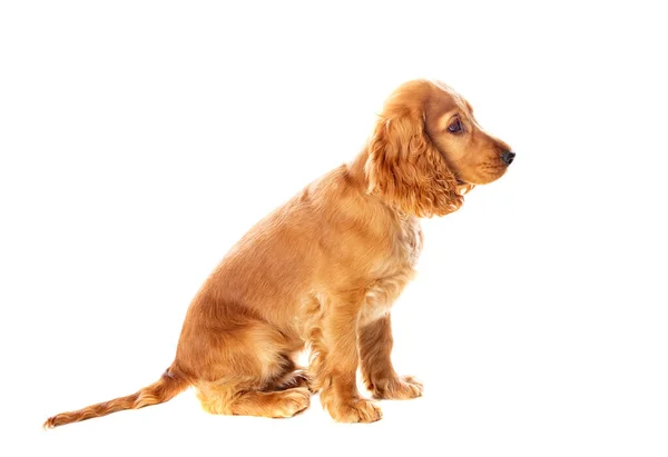 Mały Cocker Spaniel Pies Pięknym Blond Włosy Odizolowane Białym Tle — Zdjęcie stockowe